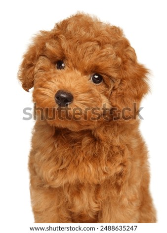 Close-up of a red Toy Poodle puppy on a white background