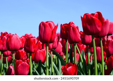 Closeup of red tulip flowers on green stalks in agricultural field - Powered by Shutterstock