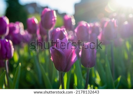 Close-up of red tulips against the background of the setting sun.