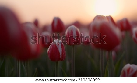 Closeup red tulips growing in blossomed spring garden outdoor. Beautiful view of red flower buds in pink morning mist. Many purple flowers on sunrise background. Blooming florets macro in sunset light