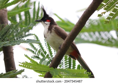 Closeup of red whiskered bulbul bird