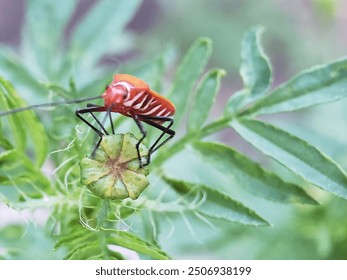 A close-up of a red and white striped bug perched on a green plant bud. - Powered by Shutterstock