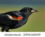 A Close-Up of a Red Winged Blackbird