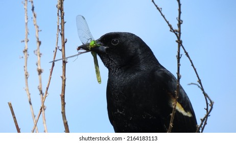 Closeup of Red Winged Blackbird eating a Large Green Dragonfly