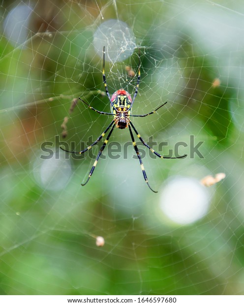 クモの巣の赤 黄 黒のクモの接写 別名ジョロクモ 金色の巣のクモの一部 の写真素材 今すぐ編集