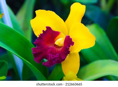 Closeup red in yellow cattleya orchid flower blooming