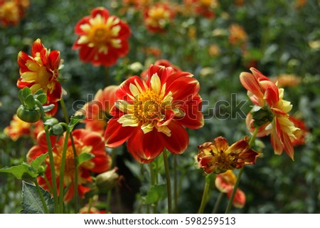 Close-up of red and yellow dahlia flowers in a field