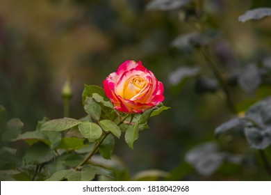 Nahaufnahme der roten gelben Rosenblüte. Eine orangefarbene Blume Kopf in einem Garten im Cameron-Hochland, Malaysia. Detaillierte Abbildung der Blume der Liebe. Ein Valentinstag-Geschenk