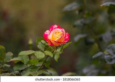 Nahaufnahme der roten gelben Rosenblüte. Eine orangefarbene Blume Kopf in einem Garten im Cameron-Hochland, Malaysia. Detaillierte Abbildung der Blume der Liebe. Ein Valentinstag-Geschenk