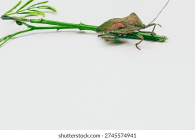 Close-Up of a Reddish-Brown Shield Bug on Green Plant,The image shows a close-up of an Insect resting on a small green plant branch.The Insect has a Reddish-Brown, Shield -Shaped body, characteristics of a Shield bug or stink bug.
