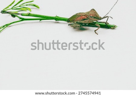 Close-Up of a Reddish-Brown Shield Bug on Green Plant,The image shows a close-up of an Insect resting on a small green plant branch.The Insect has a Reddish-Brown, Shield -Shaped body, characteristics of a Shield bug or stink bug.