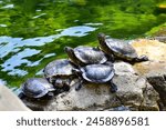 Close-up of Red-eared slider sunbathing on the rocks in the pool. Tortoise in the public park with water. Wild animals and nature scene.