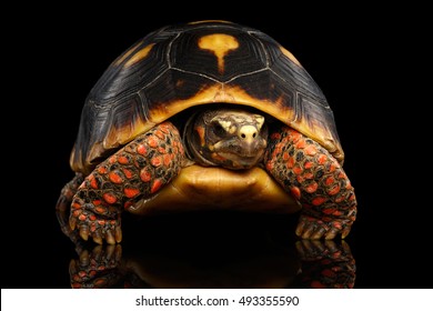 Close-up of Red-footed tortoise, Chelonoidis carbonaria, Isolated black background with reflection, front view on funny pose
