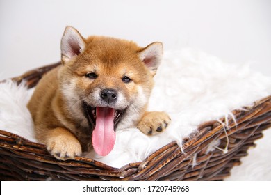 Close-up of a red-haired Shiba Iny puppy  lies on soft white blanket in brown basket isolated on white background with a cheeky tongue and looking happy friendly cute adorable looking into the camera
