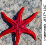 A closeup of a Red-knobbed starfish on a gray surface