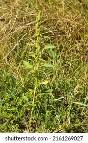 Close-up Of Redroot Amaranth With Selective Focus On Foreground