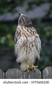 Close-up of a Red-Shouldered Hawk with head tilted back.