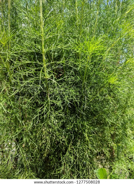 Closeup Redstem Wormwood Plant Artemisia Scoparia Stock Photo (Edit Now ...