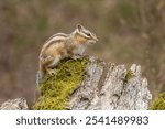 A Closeup of a Red-tailed Chipmunk on a trunk of a tree against a blurred background