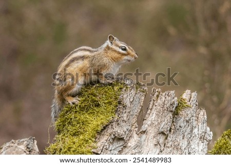 A Closeup of a Red-tailed Chipmunk on a trunk of a tree against a blurred background