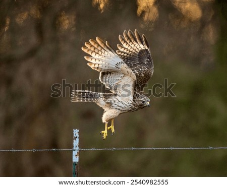 a closeup of a Red-tailed hawk in flight with a blurry background
