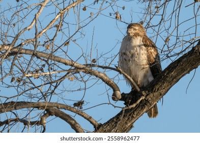 Closeup of a red-tailed hawk perched in a bare tree in winter. - Powered by Shutterstock