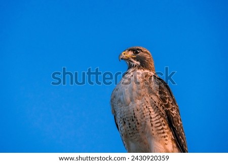 Close-up red-tailed hawk powerful stand.