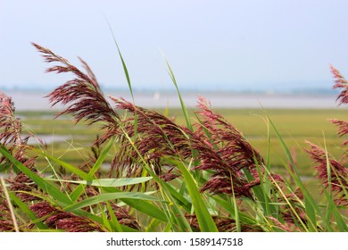 Close-up Of Reed Grass Heads, Newport Wetlands Reserve, Gwent Levels, Wales