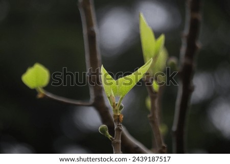 A closeup of re-growing green fig tree branches. Ficus carica began to new life.
