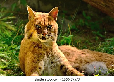 17,604 Bobcat Images, Stock Photos & Vectors | Shutterstock