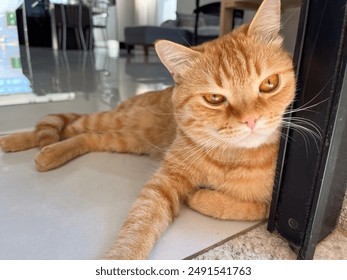 Close-up of a relaxed orange tabby cat lounging on the floor in a sunlit modern home. - Powered by Shutterstock