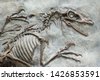 fossils background