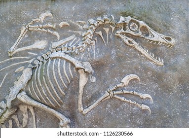 319,770 Fossil Images, Stock Photos & Vectors | Shutterstock