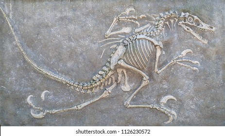 closeup of a replica of fossilized scary petrified Velociraptor dinosaur fossil remains in stone with details of the skeleton with skull and white bones