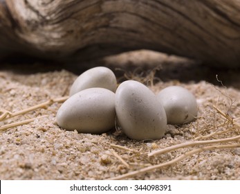 Closeup Of A Reptile Eggs