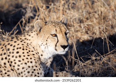 A close-up of a resting cheetah, showcasing its intense gaze and distinctive spotted fur. The cheetah appears calm, surrounded by tall grass.
 - Powered by Shutterstock