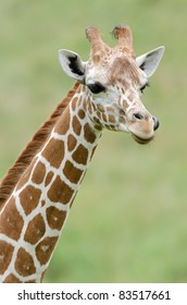 Close-up Of A Reticulated Giraffe