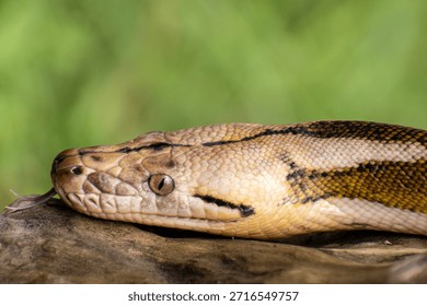 Close-up of a reticulated python featuring tiger mottle platinum sunfire coloration, highlighting complex reptile genetics.
