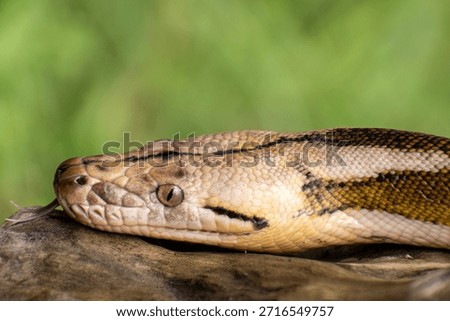 Close-up of a reticulated python featuring tiger mottle platinum sunfire coloration, highlighting complex reptile genetics.