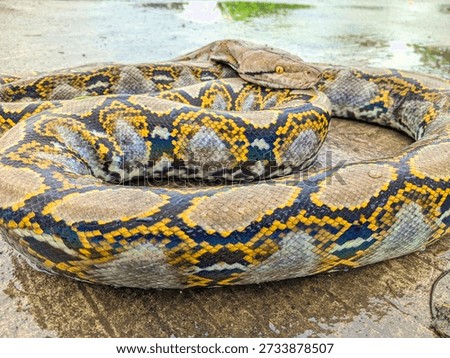 Close-up of a Reticulated Python (Malayopython reticulatus) with beautiful yellow and black skin patterns coiled on the ground.