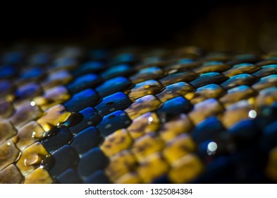 Closeup Reticulated Python Python Reticulatus Scales Stock Photo (Edit ...