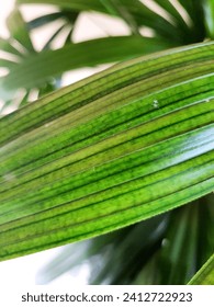 Close-up of a Rhapis excelsa leaf. It is a botanical species belonging to the Arecaceae family. It is popularly known as the rafis palm or lady palm and originates from China.