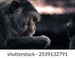 A closeup of a rhesus macaque, Macaca mulatta.