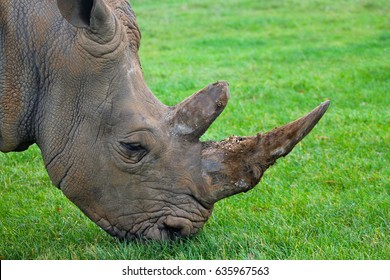 Closeup Rhino Face