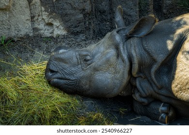 A close-up of a rhinoceros resting its head on a pile of grass. The rhinoceros has a thick, gray skin - Powered by Shutterstock