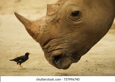 Closeup of rhinoceros with its tickbird