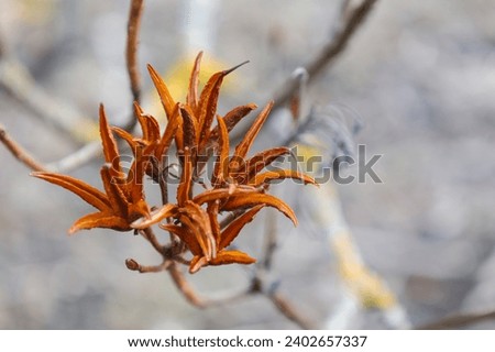 Close-up of the Rhododendron seed vessel. Dry seedpods in spring. Abstract nature background of box with rhododendra seeds of the heath family Ericaceae. Seasonal wallpaper for design.