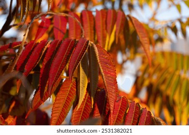 Close-up of Rhus typhina leaves illuminated by the setting sun. The vibrant red hues against the soft evening light reflect the richness of autumn nature, adding liveliness and dynamism to the scene. - Powered by Shutterstock