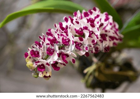 Close-up of Rhynchostylis gigantea cartoon with natural sunlight, Fragrant white flower orchids with purple-spotted are blooming in the garden.
