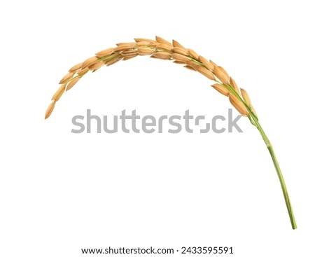 Close-up Rice ear isolated on white background.